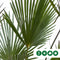 Wagner palm 80 cm stamhoogte | Trachycarpus wagnerianus 80-100 cm| Bomenbezorgd.nl