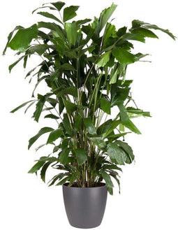 Goed & Groen - Caryota mitis (in ELHO Brussels Rond Antraciet) - Vissenstaartpalm - Vinnetjespalm - XL -↨ 130cm - Potmaat 27 - Exclusieve Kwaliteit Planten - Kamer Plant - Kamerplanten - Sfeer - Interieur