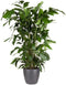 Goed & Groen - Caryota mitis (in ELHO Brussels Rond Antraciet) - Vissenstaartpalm - Vinnetjespalm - XL -↨ 130cm - Potmaat 27 - Exclusieve Kwaliteit Planten - Kamer Plant - Kamerplanten - Sfeer - Interieur