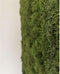 Moswand | Groen | Zelfklevend | Vierkant | ↑25cm -Ø25cm