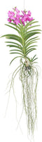 Plant in a Box - Vanda Magic XXL - Roze - Hoogte 90cm