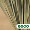 Yucca rostrata palmlelie | Yucca rostrata 30-40 cm| Bomenbezorgd.nl