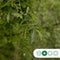 Knotwilg 180 cm stamhoogte | Salix alba KNOT 10-14 cm 180-200 cm| Bomenbezorgd.nl