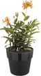 Elho B.for Original Rond 22 - Bloempot voor Binnen - 100% Gerecycled Plastic - Ø 22.0 x H 20.3 cm - Living black