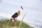Funsports Rocket Wistler - Vortex Howler