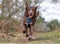 Hondentuigje Company of Animals CarSafe Zwart Maat M