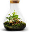 Navul pakket Erlenmeyer large/Bolder/Biodome