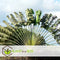 Plant in a Box - Ravenala madagascariensis - Set van 6 - Reizigerspalm - Familie van Strelitziaceae - Palm - Pot 9cm - Hoogte 25-40cm