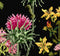Thea Gouverneur - Borduurpakket met telpatroon - 424.05 - Voorgesorteerde DMC Garens - Wilde kruiden - Zwart Aida - 35 cm x 46 cm - DIY Kit