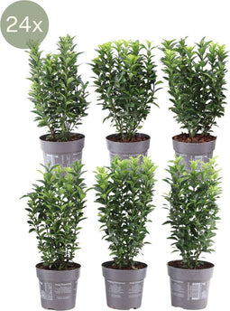 24 x Euonymus japonicus 'Green Spire' - Ø12 cm - 25 cm