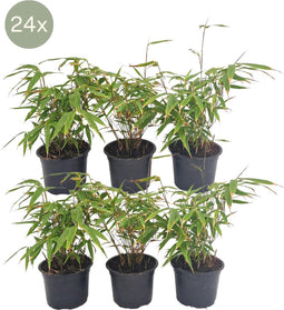 24 x Fargesia Rufa - Ø13 cm - 25 cm