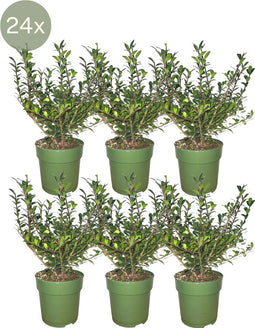 24 x Ilex crenata 'Jenny' ® - Ø12 cm - 20 cm