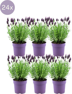 24 x Lavandula stoechas Anouk® - Ø12 cm - 25 cm