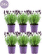 24 x Lavandula stoechas Anouk® - Ø12 cm - 25 cm