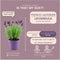 24 x Lavandula stoechas Anouk® - Ø12 cm - 25 cm