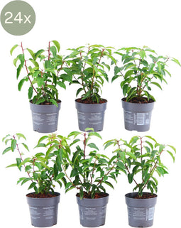 24 x Prunus lusitanica 'Angustifolia' - Ø12 cm - 20 cm