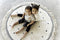 Tapis Petit Round Anna Vloerkleed 110 x 110 cm Dots Cream