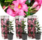 Plant in a Box - Dipladenia sanderii - Set van 3 - Roze tuinplanten - Pot 9cm - Hoogte 25-40cm