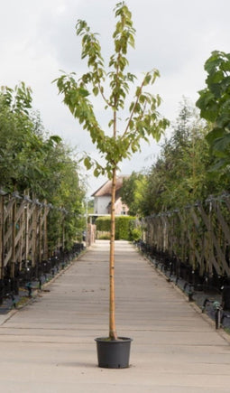 Sierkers met goudgele stam | Prunus maackii 'Amber beauty' 6-10 cm | Bomenbezorgd.nl