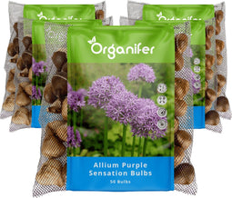 250 Allium Purple Sensation Bollen - Allium Bloembollen - Allium Bollen - Biologische Bloembollen - Zomerbollen - (XXL Bloembollen formaat 12/+ cm) - Organifer