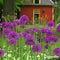 250 Allium Purple Sensation Bollen - Allium Bloembollen - Allium Bollen - Biologische Bloembollen - Zomerbollen - (XXL Bloembollen formaat 12/+ cm) - Organifer