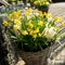 250 Narcissen Bloembollen - 6 Elegante Soorten - Bloembollen Narcis - Narcis Bollen - Biologische Bloembollen Mix - (XXL Bloembollen formaat 12/ 14 cm) - Organifer