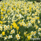 250 Narcissen Bloembollen - 6 Elegante Soorten - Bloembollen Narcis - Narcis Bollen - Biologische Bloembollen Mix - (XXL Bloembollen formaat 12/ 14 cm) - Organifer