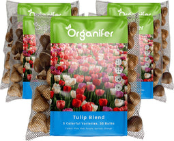 250 Tulpenbollen - 5 Kleurrijke Soorten - Bloembollen Tulpen - Tulpen Bollen - Biologische Bloembollen Mix - (XXL Bloembollen formaat 12 cm/+) - Organifer