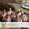 Plant in a Box - Hyacinthus Mix x10 - Hyacint - Winterharde bloembollen voor tuin, terras of balkon