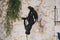 Housevitamin Hanging Monkey lamp Black
