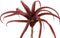 PTMD Succulent Tillandsia Pluk Kunstplant - 9 x 30 x 23 cm - Rood