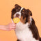 Smoofl Honden IJsmix Mango 160 gr