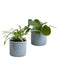 Set Pannenkoekplant en Graslelie in keramiek (blauw) ↨ 12cm - 2 stuks - hoge kwaliteit planten