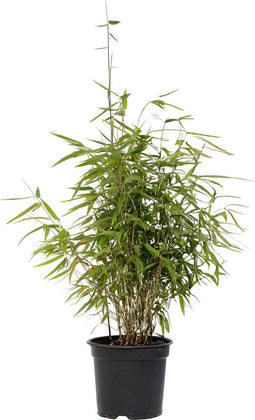 Plant in a Box - Niet-woekerende bamboe - Fargesia nitida 'Red Dragon' - Hoogte 60-80cm - Pot 17cm - Groen