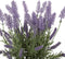 Beliani LAVENDER PLANT - Kunstplant - Groen - Kunststof
