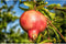 Granaatappelboom Punica granatum h 130 cm st. omtrek 12cm