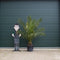 Dadelpalm 200 cm | Phoenix canariensis 20-30 cm| Bomenbezorgd.nl