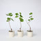 Plant in a Box - Mix van 6 Druivenplanten - Vitis Vinifera - Druif - Pot 9cm - Hoogte 25-40cm