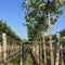 Plataan kruisdak Platanus hispanica h 210 cm st. omtrek 6 cm st. h...