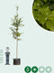 Groene beuk | Fagus sylvatica 18-20 cm | Bomenbezorgd.nl
