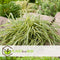 Plant in a Box - Carex hachijoensis 'Evergold' - Set van 3 - Winterhard siergras groenblijvend - Pot 14cm - Hoogte 25-35cm