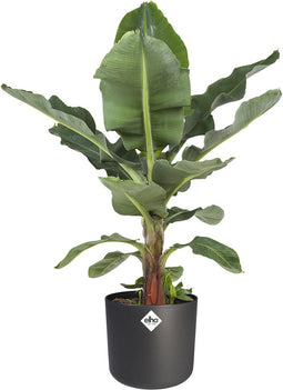 Musa in ® ELHO b.for soft sierpot