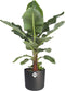 Musa in ® ELHO b.for soft sierpot