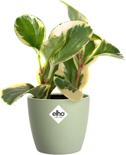 Elho Brussels Rond Mini 9.5 - Bloempot voor Binnen - Ø 10.0 x H 8.9 cm - Sorbet groen
