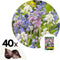 Plant in a Box - Hyacinthoides Hispanica Mix - Bloembollen x40 - Spaans Sterhyacint Mix - Bloembollenmix voor Tuin, Terras of Balkon