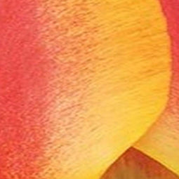 3 stuks - JUB - Tulipa Apeldoorn's Elite 8 bollen