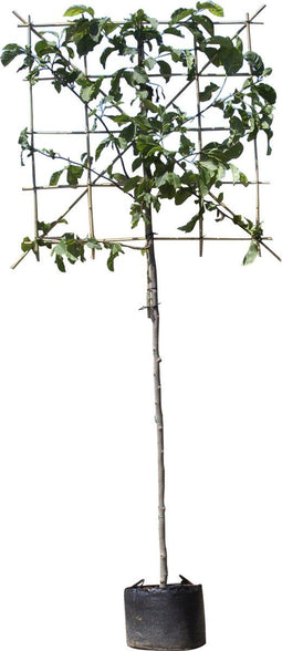 Beverboom leiboom 150 cm | Magnolia kobus 8-12 cm 150 cm| Bomenbezorgd.nl