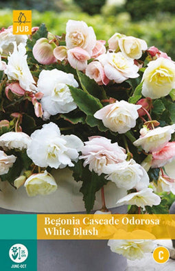 2 stuks Begonias Cascade Odorosa White Blush 2 bollen