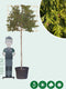 Lei conifeer 180 cm | Thuja pl. 'Excelsa' 14-18 cm 180 cm| Bomenbezorgd.nl