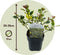 Plant in a Box - Ilex Argentea Marginata - Set van 2 - Groenblijvende tuinplant - kleur uw herfst- en wintertuin - Pot 17cm - Hoogte 25-35cm